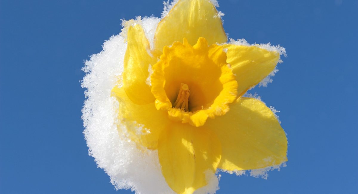 narcissus-1353866_1920