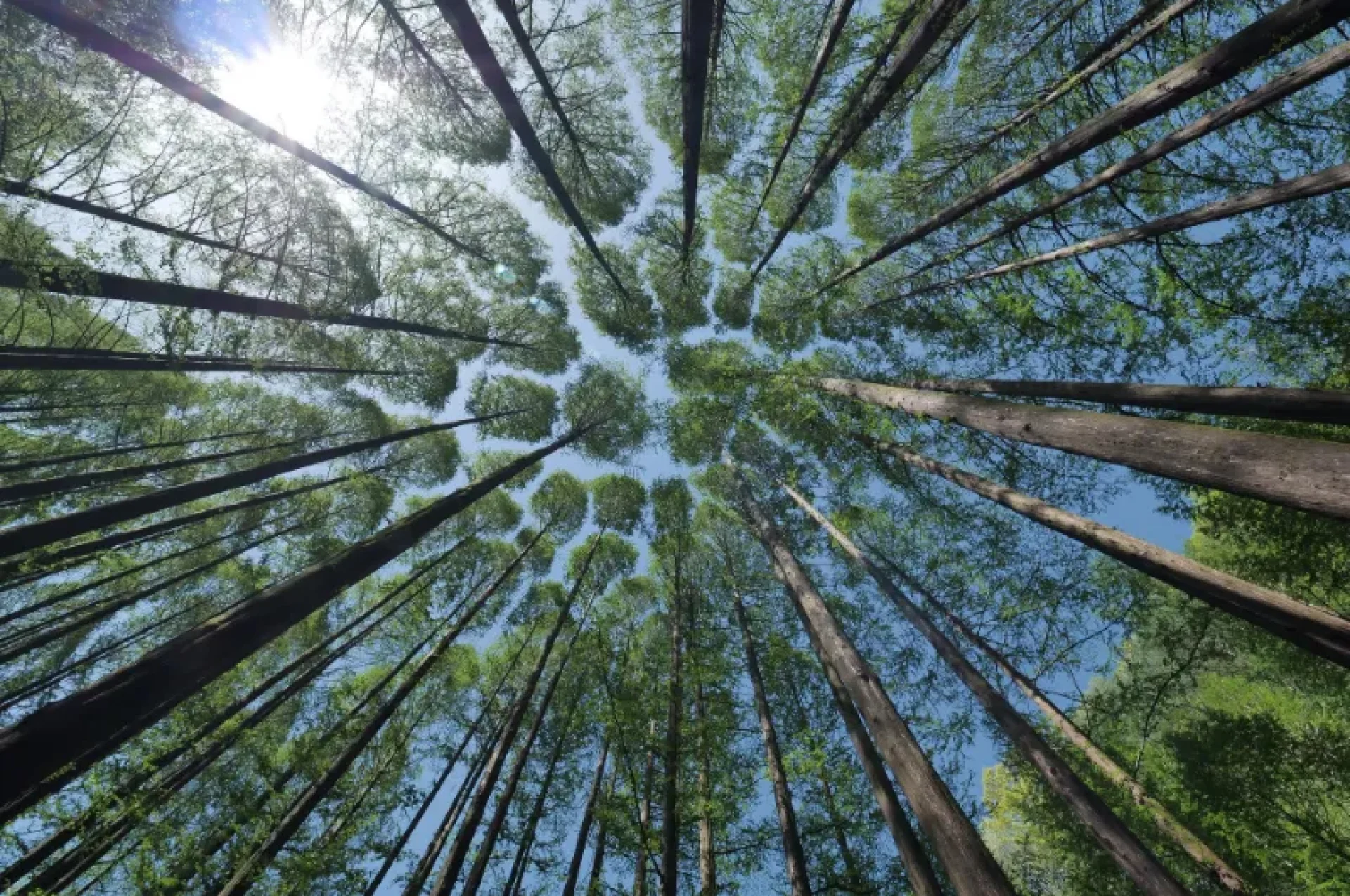 tree-4450514_1920 tree-4450514_1920